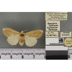 /filer/webapps/moths/media/images/H/hedilacea_Dasychira_PTF_BMNHa.jpg