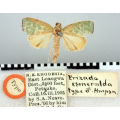 /filer/webapps/moths/media/images/E/esmeralda_Erizada_HT_BMNH.jpg