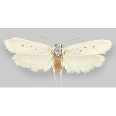 /filer/webapps/moths/media/images/K/kuisibi_Ethmia_HT_ZHMB.jpg