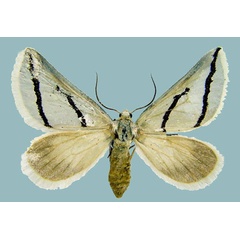 /filer/webapps/moths/media/images/A/actena_Conchylia_AF_ZSMa.jpg