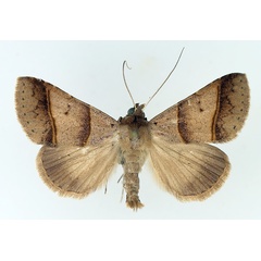 /filer/webapps/moths/media/images/L/laniata_Plecoptera_AM_TMSA_01.jpg