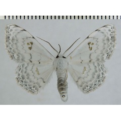 /filer/webapps/moths/media/images/P/pythiaria_Somatina_AM_ZSMa.jpg