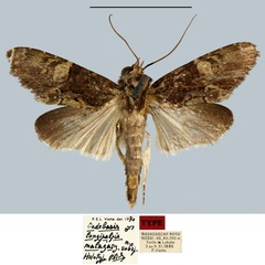 /filer/webapps/moths/media/images/M/malagasy_Oedebasis_HT_MNHN.jpg