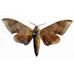 /filer/webapps/moths/media/images/C/compar_Neopolyptychus_AF_Basquin.jpg