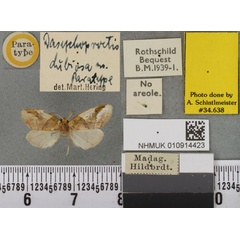 /filer/webapps/moths/media/images/D/dubiosa_Dasychoproctis_PLT_BMNHa.jpg