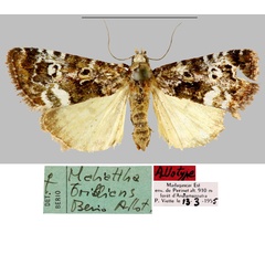 /filer/webapps/moths/media/images/B/brillians_Maliattha_AT_MNHN.jpg