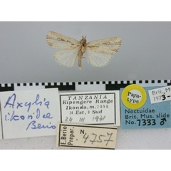 /filer/webapps/moths/media/images/I/ikondae_Axylia_PT_BMNH.jpg