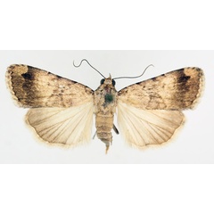 /filer/webapps/moths/media/images/B/bibrachiata_Crypsotidia_AF_TMSA_01.jpg