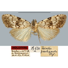 /filer/webapps/moths/media/images/P/paulianalis_Roeselia_HT_MNHN.jpg