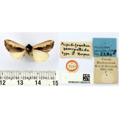 /filer/webapps/moths/media/images/S/semipallida_Aspidifrontia_HT_BMNH.jpg