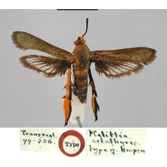 /filer/webapps/moths/media/images/E/ectothyris_Melittia_HT_BMNH.jpg