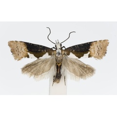 /filer/webapps/moths/media/images/D/dallastai_Multiquaestia_HT_KSund_01.jpg