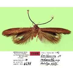 /filer/webapps/moths/media/images/R/radamella_Lecithocera_HT_MNHN.jpg