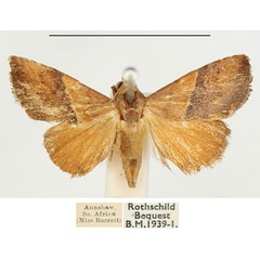 /filer/webapps/moths/media/images/C/caffrorum_Eublemma_AF_BMNH.jpg