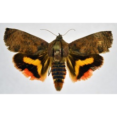 /filer/webapps/moths/media/images/O/occidentalium_Hyblaea_AF_NHMO.jpg