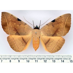 /filer/webapps/moths/media/images/R/rufescens_Hypopyra_AF_BMNH.jpg