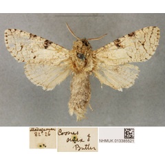 /filer/webapps/moths/media/images/S/senex_Cossus_PLTM_BMNH.jpg