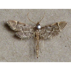 /filer/webapps/moths/media/images/L/lanceolalis_Duponchelia_A_Butler.jpg