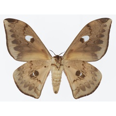 /filer/webapps/moths/media/images/C/cleopatra_Pseudobunaea_AF_Basquinb.jpg
