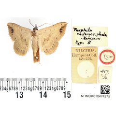 /filer/webapps/moths/media/images/M/melanocephala_Poaphila_HT_BMNH.jpg