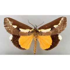 /filer/webapps/moths/media/images/N/neumanni_Eligma_HT_BMNH.jpg