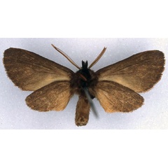 /filer/webapps/moths/media/images/K/katriona_Metarctia_HT_BMNH_02.jpg