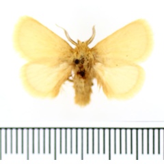 /filer/webapps/moths/media/images/C/confusa_Xanthopteryx_AM_BMNH.jpg