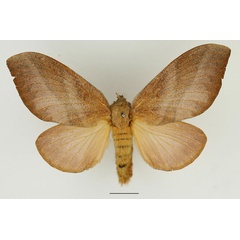 /filer/webapps/moths/media/images/S/sanricia_Pallastica_AF_Basquin_01.jpg