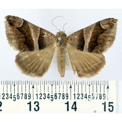 /filer/webapps/moths/media/images/D/derogans_Bastilla_AM_BMNH.jpg