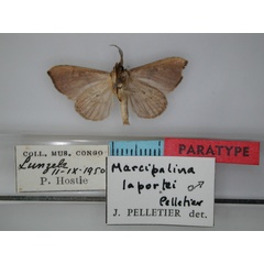 /filer/webapps/moths/media/images/L/laportei_Marcipalina_PT_RMCA_02.jpg