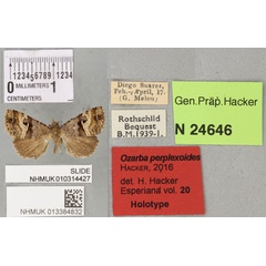 /filer/webapps/moths/media/images/P/perplexoides_Ozarba_HT_BMNHa.jpg