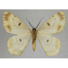 /filer/webapps/moths/media/images/O/ochracea_Zeuctoboarmia_HT_ZSMb.jpg