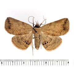/filer/webapps/moths/media/images/Z/zygia_Maxera_AF_BMNH_02.jpg
