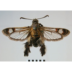 /filer/webapps/moths/media/images/L/laniremis_Melittia_HT_SNHM.jpg
