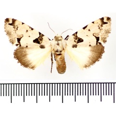 /filer/webapps/moths/media/images/A/aequatoria_Halochroa_AF_BMNH_01.jpg