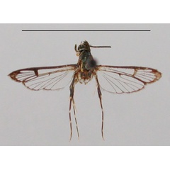 /filer/webapps/moths/media/images/A/abdominalis_Lophoceps_ST_BMNH_02.jpg