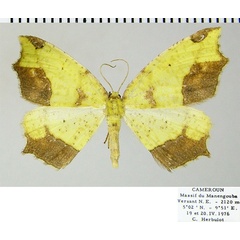 /filer/webapps/moths/media/images/I/impunctata_Epigynopteryx_AF_ZSM_01.jpg