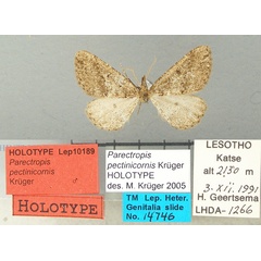 /filer/webapps/moths/media/images/P/pectinicornis_Parectropis_HT_TMSA.jpg
