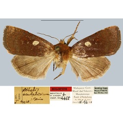 /filer/webapps/moths/media/images/O/oculatissima_Athetis_HT_MNHN.jpg