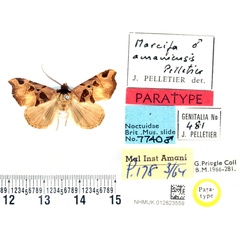 /filer/webapps/moths/media/images/A/amaniensis_Marcipa_PTM_BMNH.jpg
