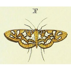 /filer/webapps/moths/media/images/N/neptis_Nausinoe_Cramer3_164_F.jpg