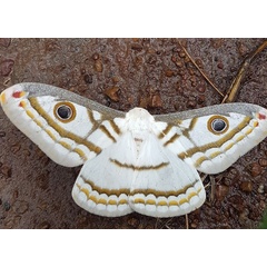 /filer/webapps/moths/media/images/M/marnois_Heniocha_AM_Sunnay.jpg