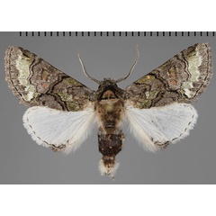 /filer/webapps/moths/media/images/D/diplogramma_Thiacidas_AM_Fiebig_02.jpg