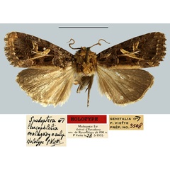 /filer/webapps/moths/media/images/M/malagasy_Spodoptera_HT_MNHN.jpg