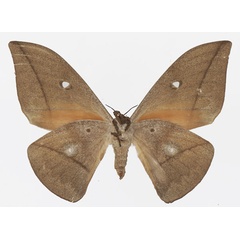 /filer/webapps/moths/media/images/A/acuta_Lobobunaea_AF_Basquinb.jpg