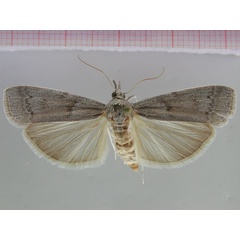 /filer/webapps/moths/media/images/P/palmwagos_Namibicola_PT_ZMHB.jpg