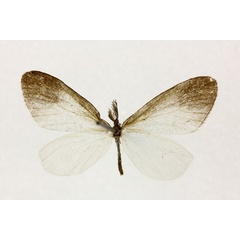 /filer/webapps/moths/media/images/L/longivalva_Asynetha_A_RMCA.jpg