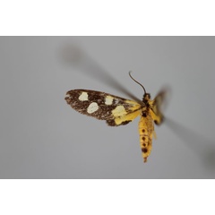 /filer/webapps/moths/media/images/R/raharizonina_Thyrosticta_PT_BMNH.jpg