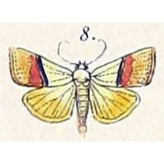 /filer/webapps/moths/media/images/A/accedens_Thalpochares_HT_Felder_1875_108-8.jpg