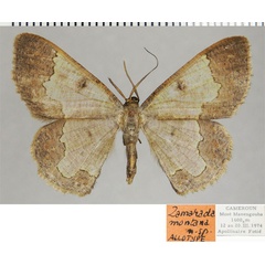 /filer/webapps/moths/media/images/M/montana_Zamarada_AT_ZSM.jpg